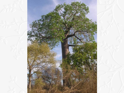 Adansonia perrieri BD source